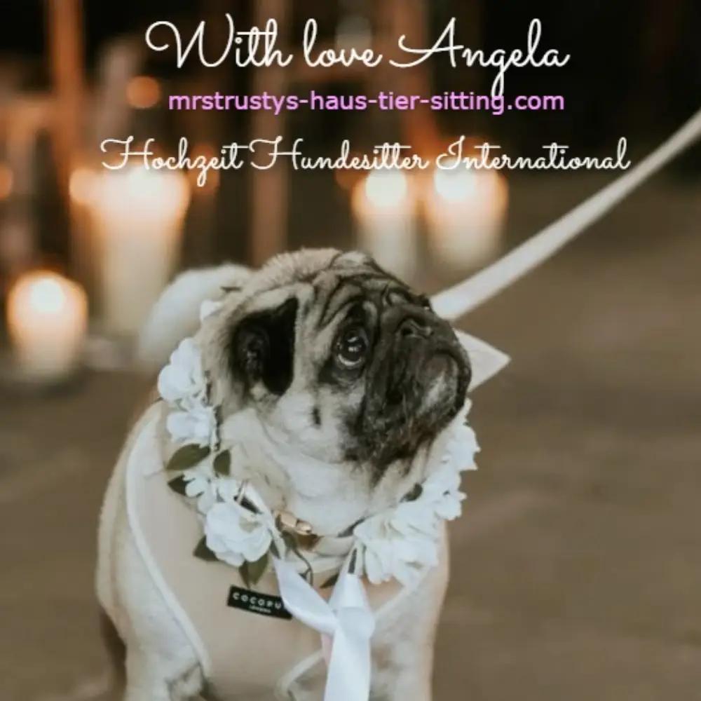 Profile image of - MrsTrustys Pet & House Sitter International