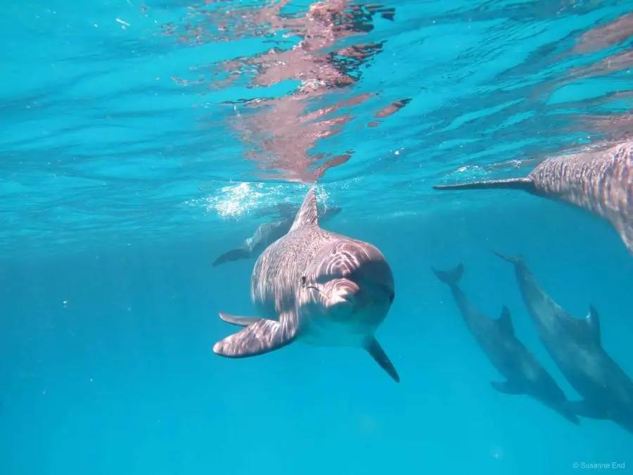 Delfinretreat auf dem Roten Meer - Juni 2026 - 2