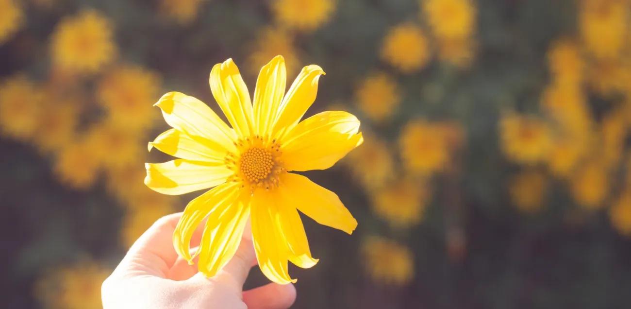 Mindfulness-Based Compassionate Living (MBCL) - Jahreskurs - 1