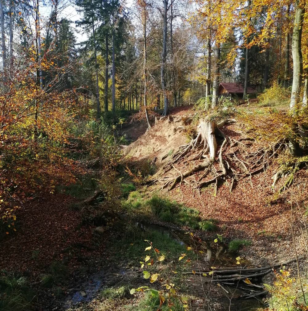 Du siehst vor lauter Bäumen den Wald nicht mehr? - 1