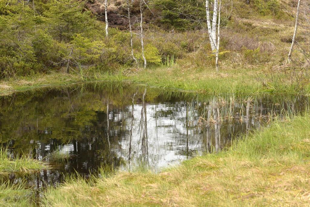 Kräuterwanderung in der schönen Moorlandschaft bei Hemberg (Toggenburg) - 1