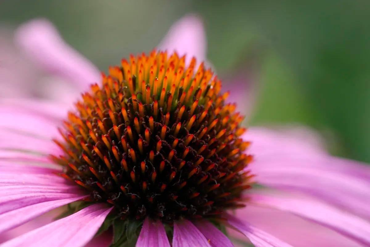 Heilpflanzen-Wissen für Fachleute und Laien (Phytotherapie-Ausbildung) - 1