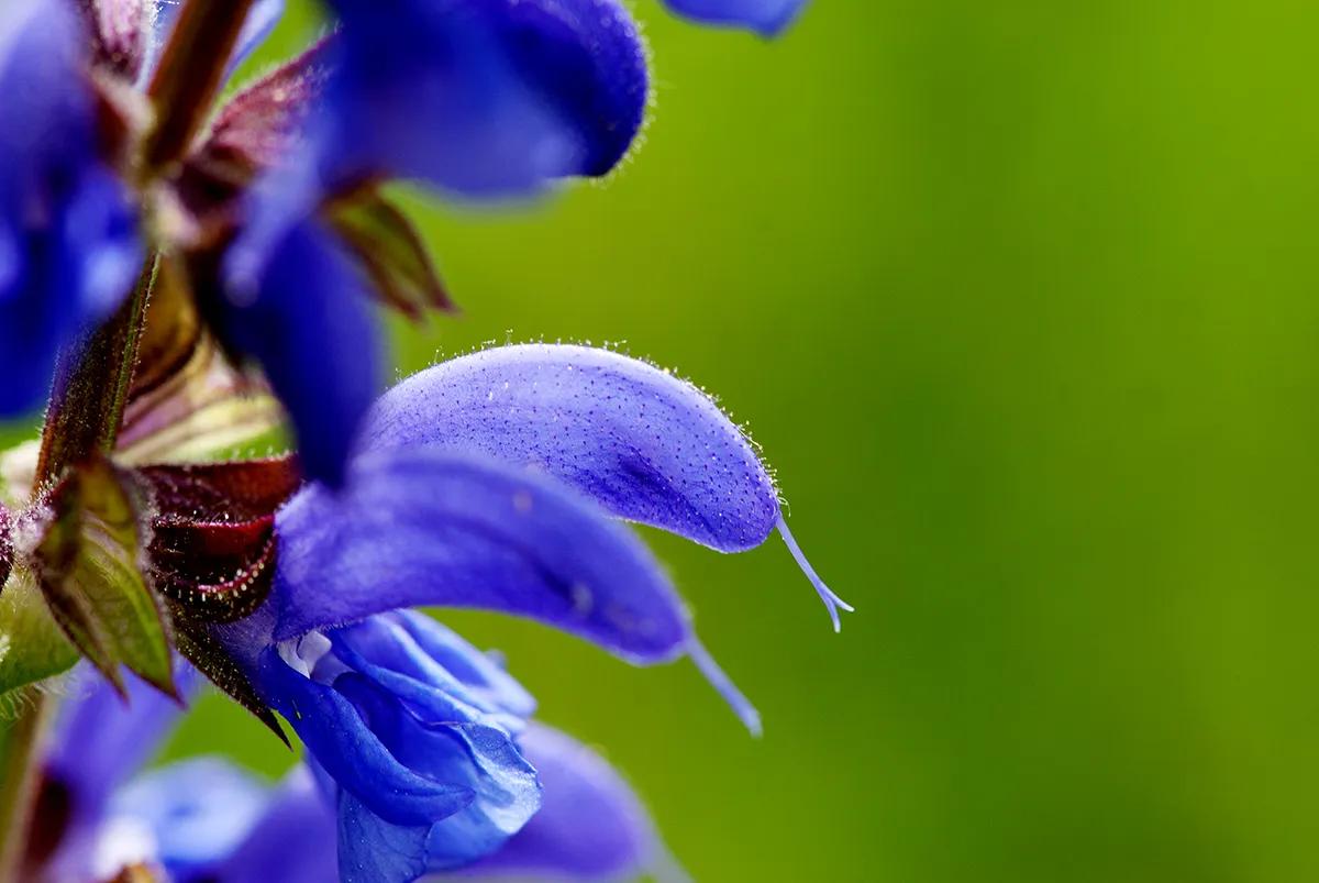 Kräuterwanderung am blumenreichen Tüllinger Hügel bei Riehen (Basel-Stadt) - 1