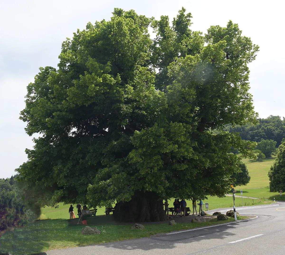 Kräuterwanderung durch die schöne «Toscana des Aargaus» am Bözberg - 1