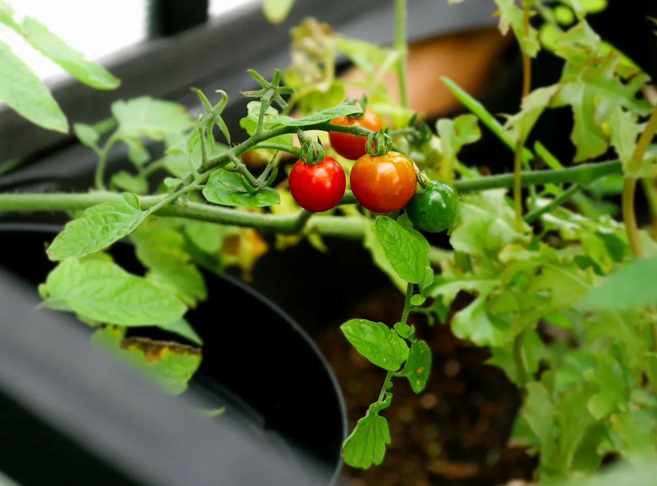 Get Your Seedlings For Summer Here