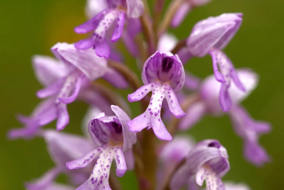 Kräuterwanderung in die spektakuläre Rheinschlucht (Surselva, GR) - 1