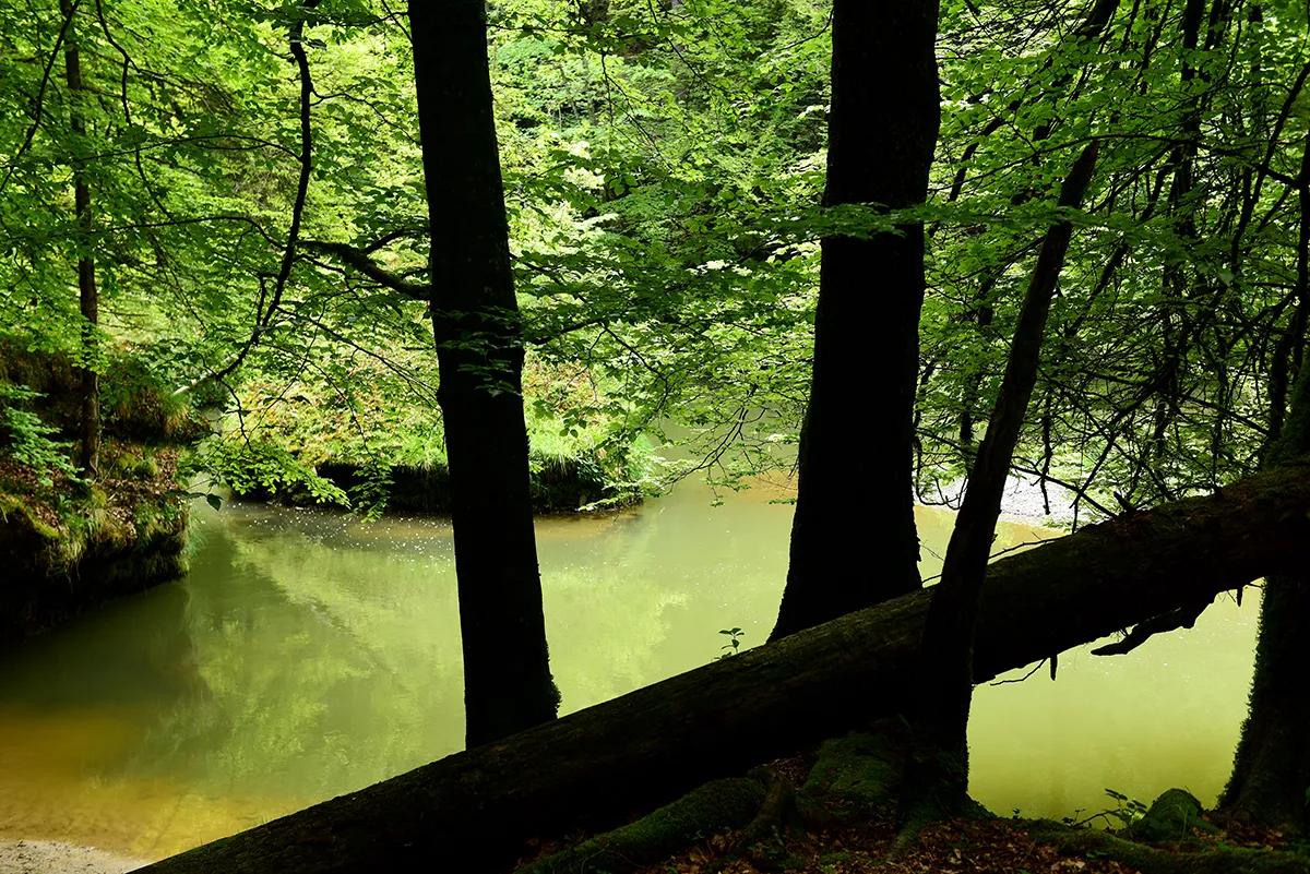 Kräuterwanderung zur wildromantischen Flusslandschaft am Sihlsprung (ZH/ZG) - 1