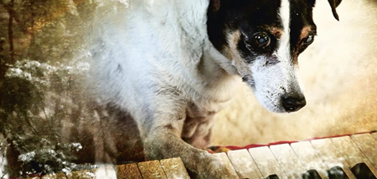 Film über Hund