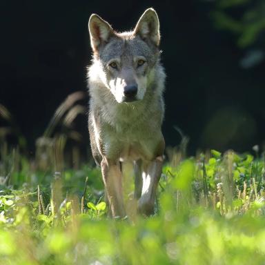 Profile photo of - Wildnispark Zürich
