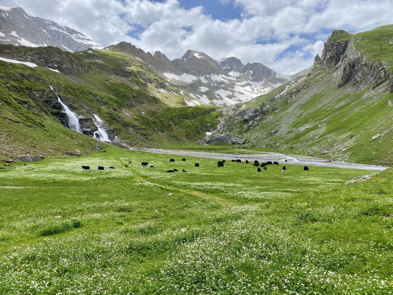 Zwischen Wasserfällen und imposanten Bergen - Genusswandern im Berner Oberland - 3