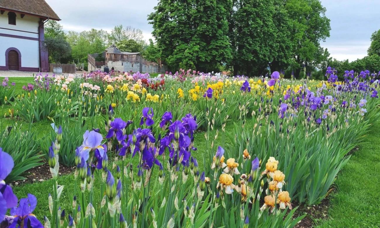 Irisblütenpracht