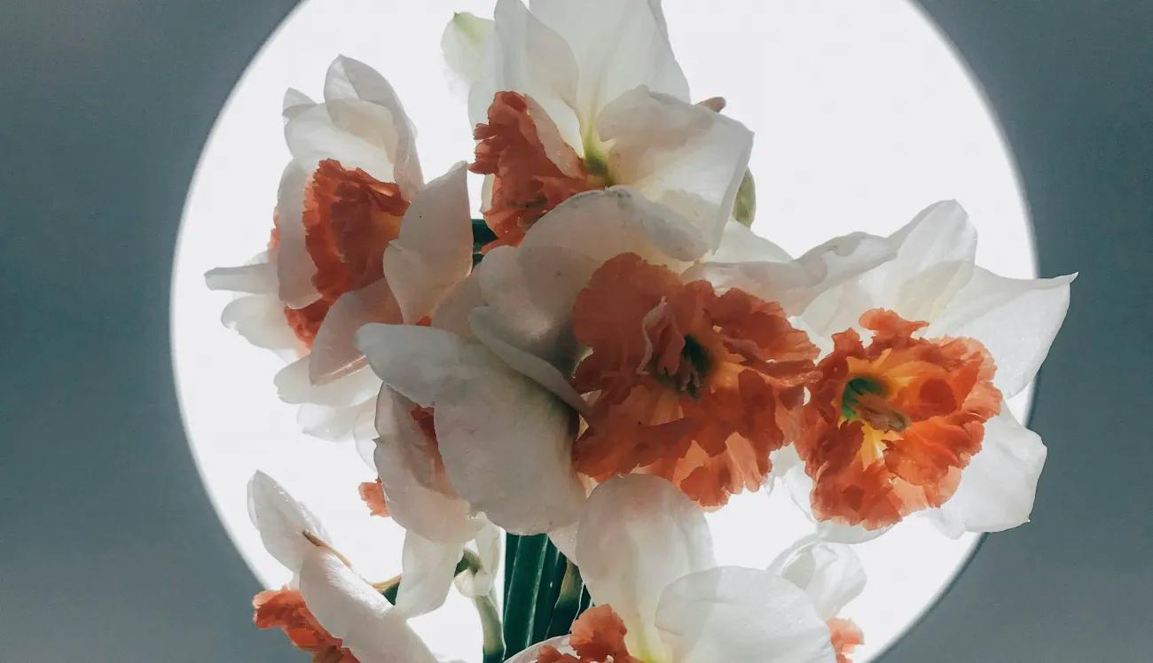 Die schönsten Blumen in Zürich