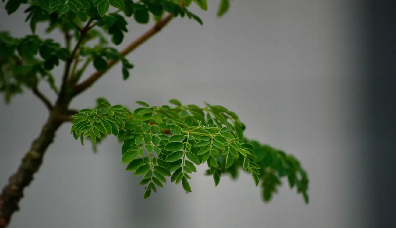 Good News: Moringa gegen Mikroplastik