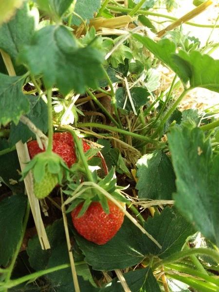 Single pflücken auf dem 🍓 Erdbeerfeld, Wangen bei Dübendorf - chunnsch au? - 1