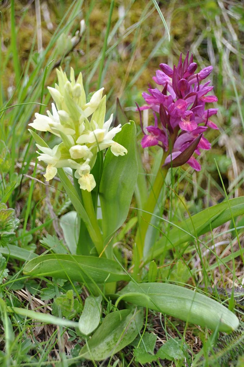 Kräuterwanderung im Naturparadies Jeizinen – Leuk (Wallis) - 1