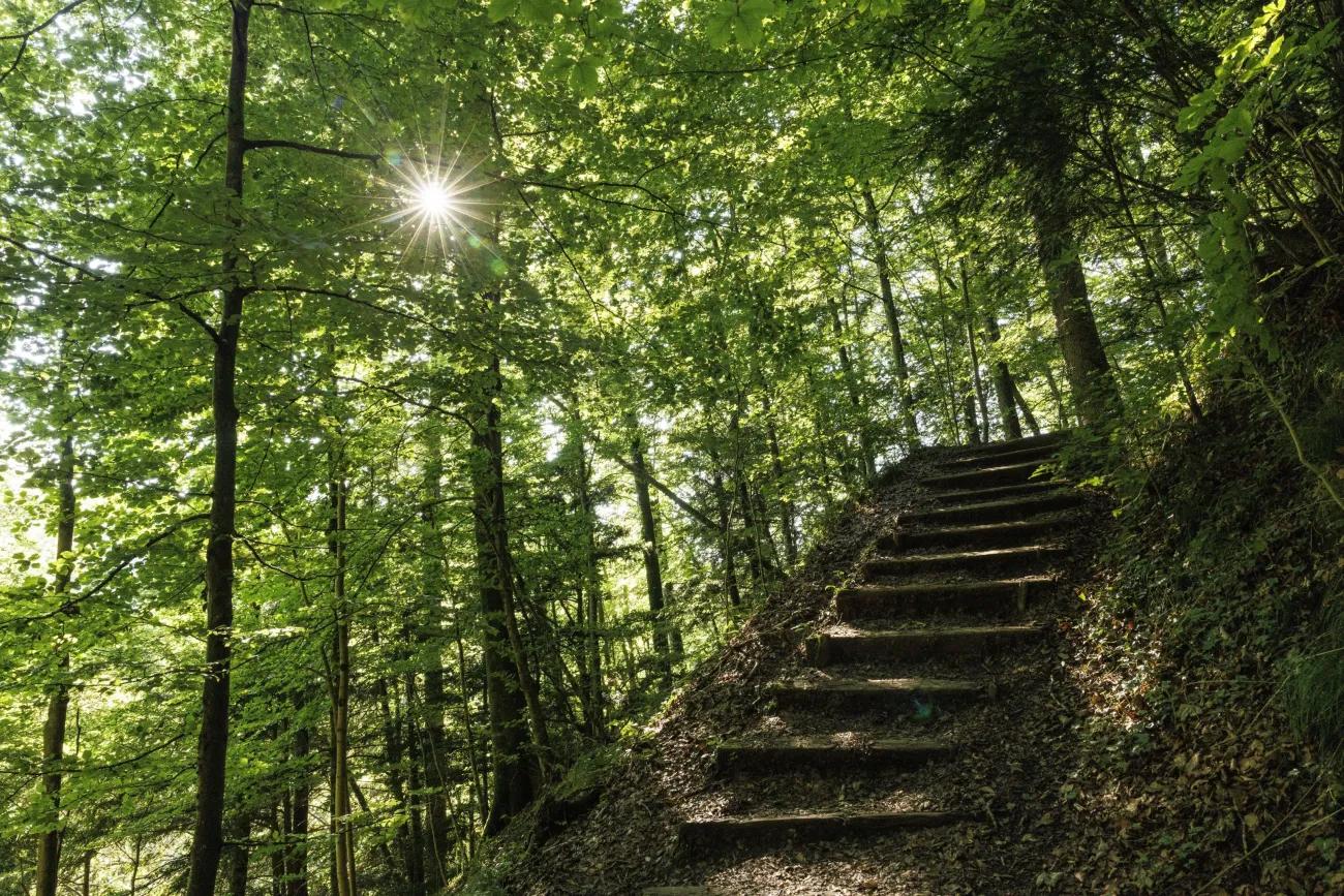 Ab in den Wald! - 1
