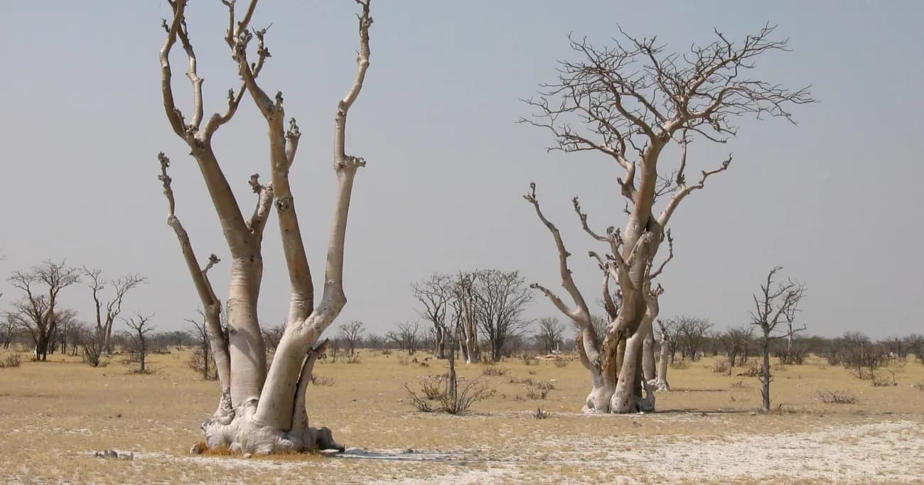 Good News: Ein Baum hilft gegen Mikroplastik