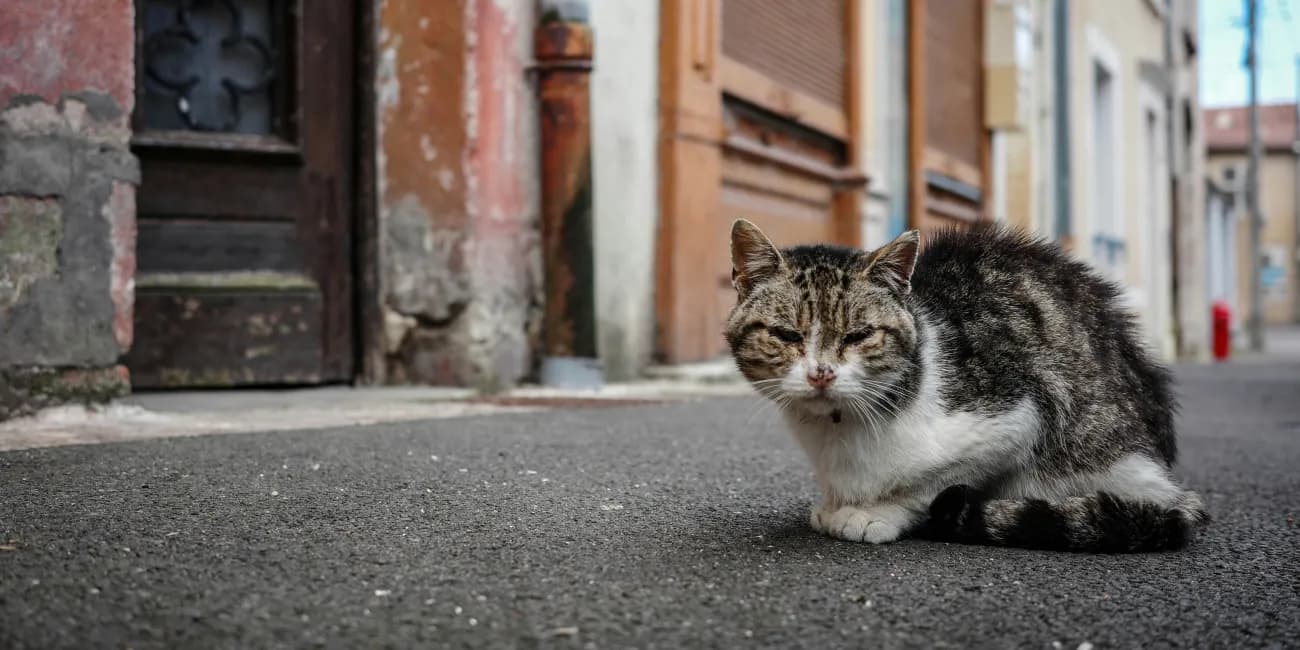 Good News: Hauskatzen könnten schon sehr bald älter werden