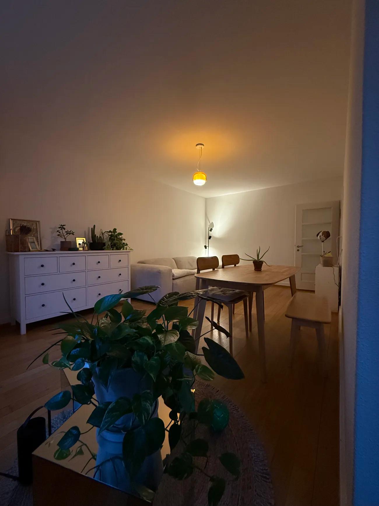 gemütliches Zuhause in Wiedikon sucht eine:n liebevolle:n Zwischenmieter:in - 2
