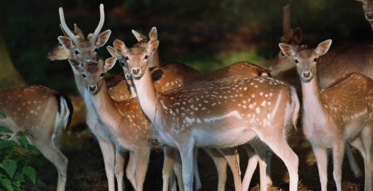 Wildpark Peter und Paul