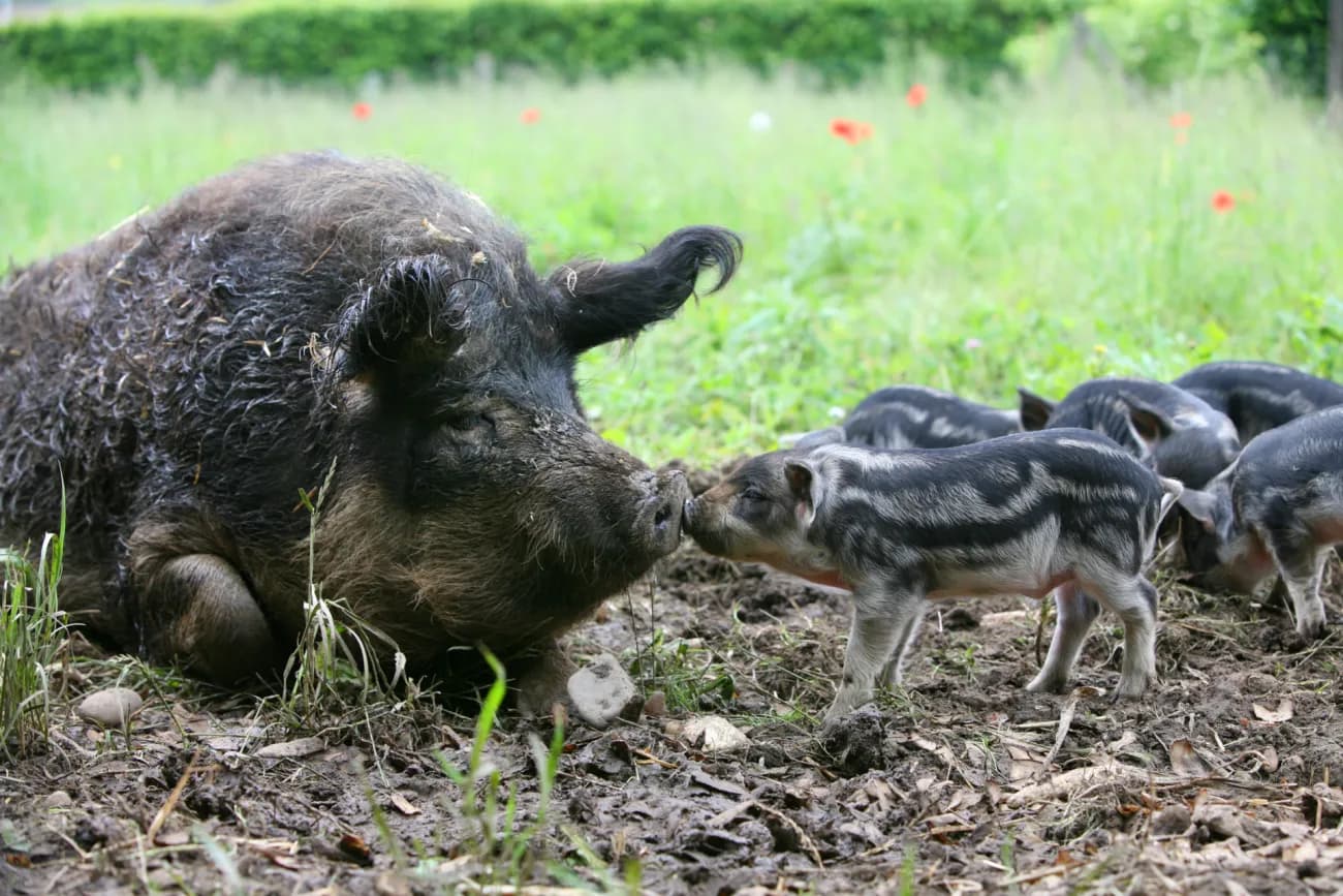 Wollschwein, Auerhuhn und Co.