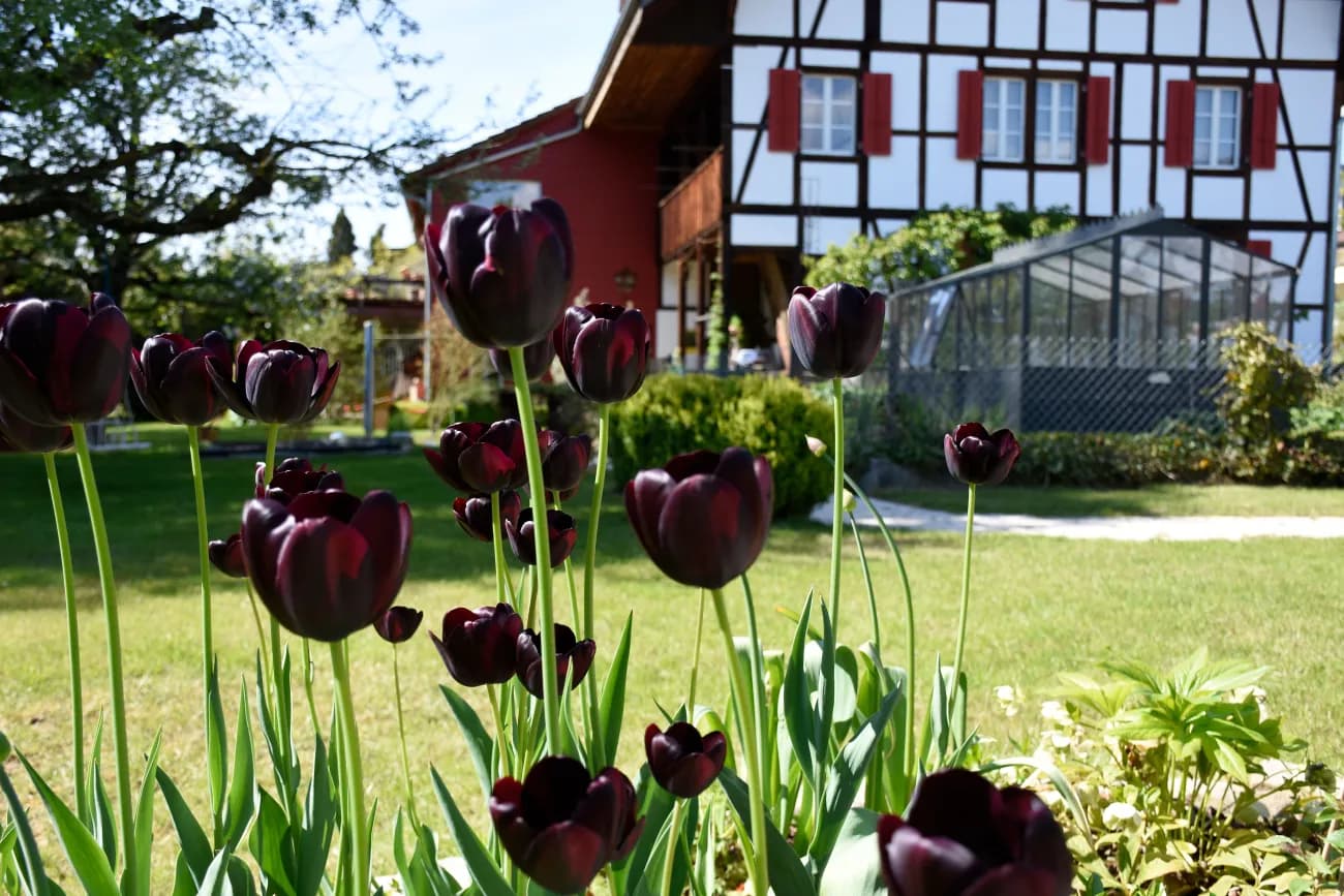 Wohnung in umgebautem Bauernhaus - 1