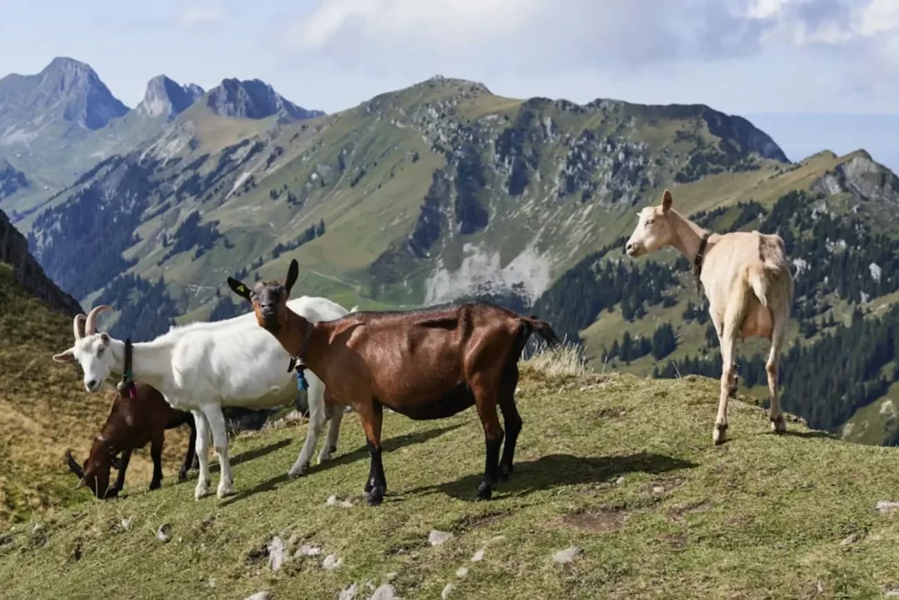 Ab in die Berge