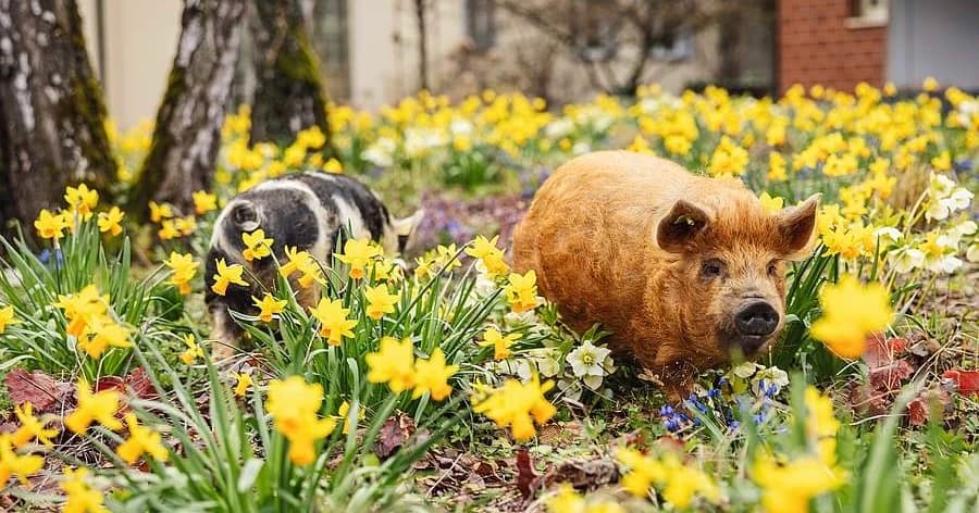 Good News: Zwei Schweine, ein Glück