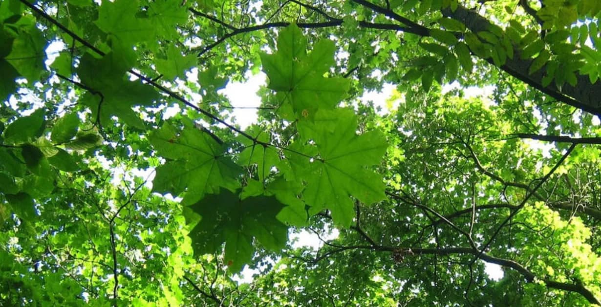 Baumspaziergang