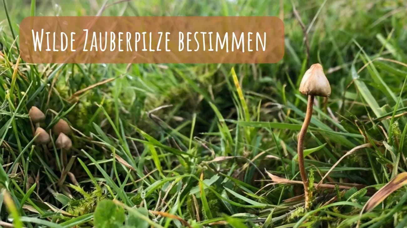 Wilde Zauberpilze sammeln - 1