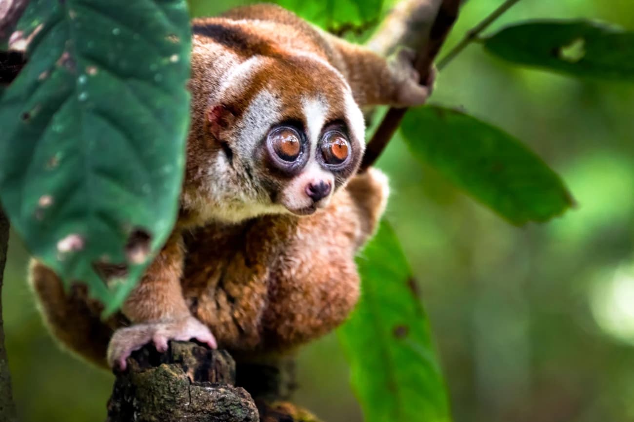 Borneo - Leben im Regenwald - 1