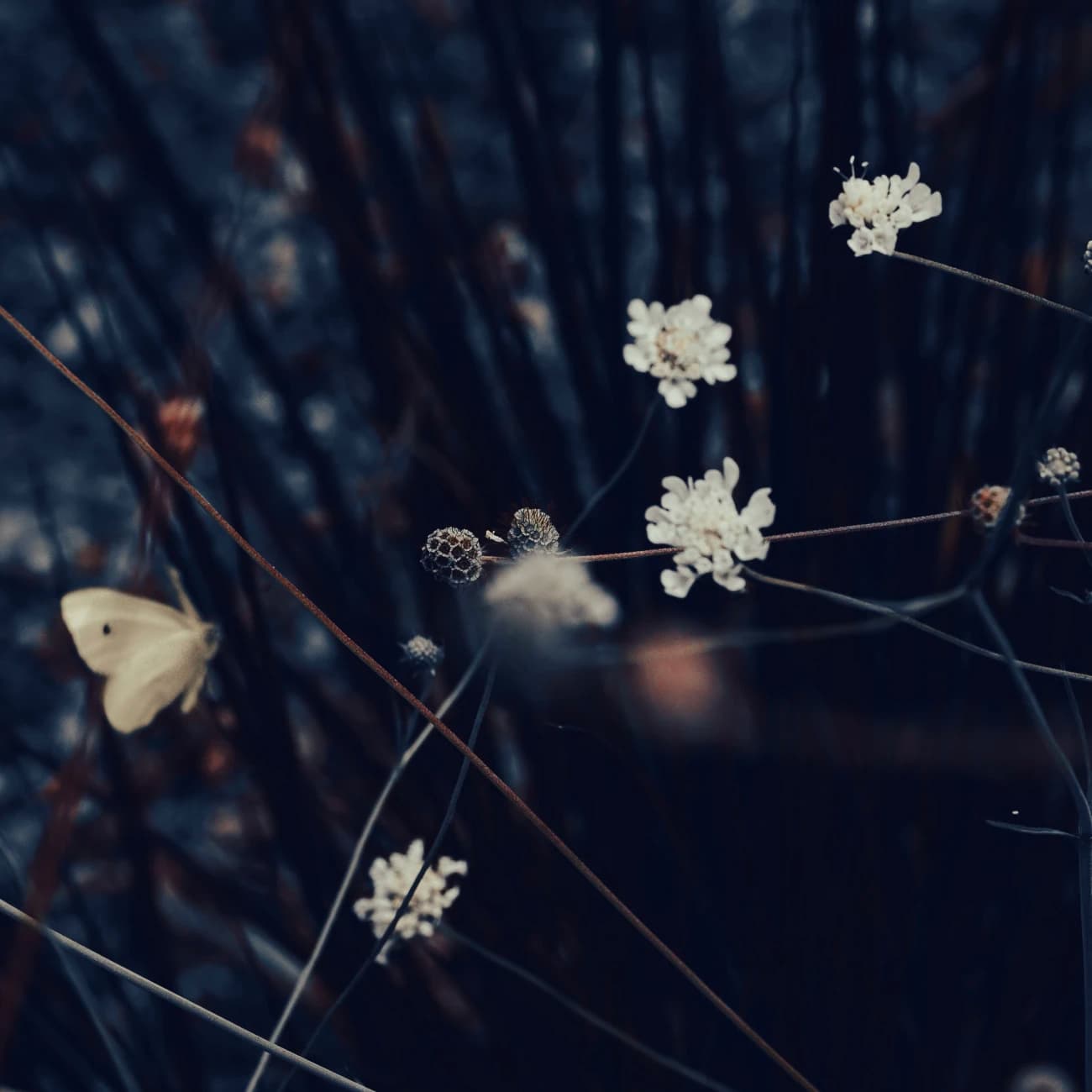 Phototrip image