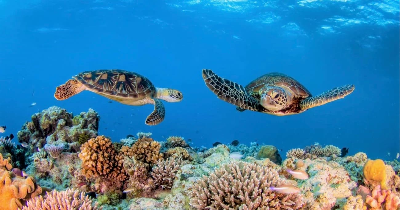 Good News: Teile des Great Barrier Reef erholen sich