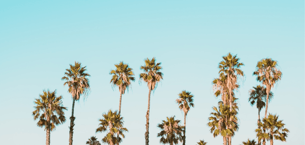 Cover photo of - PALMEY