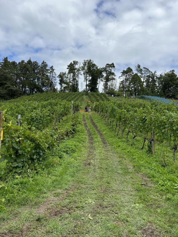 Helfer zum Ernten gesucht