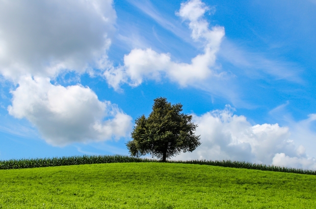 Einsam stehender Baum an Klippe, Hügel oder auf Lichtung