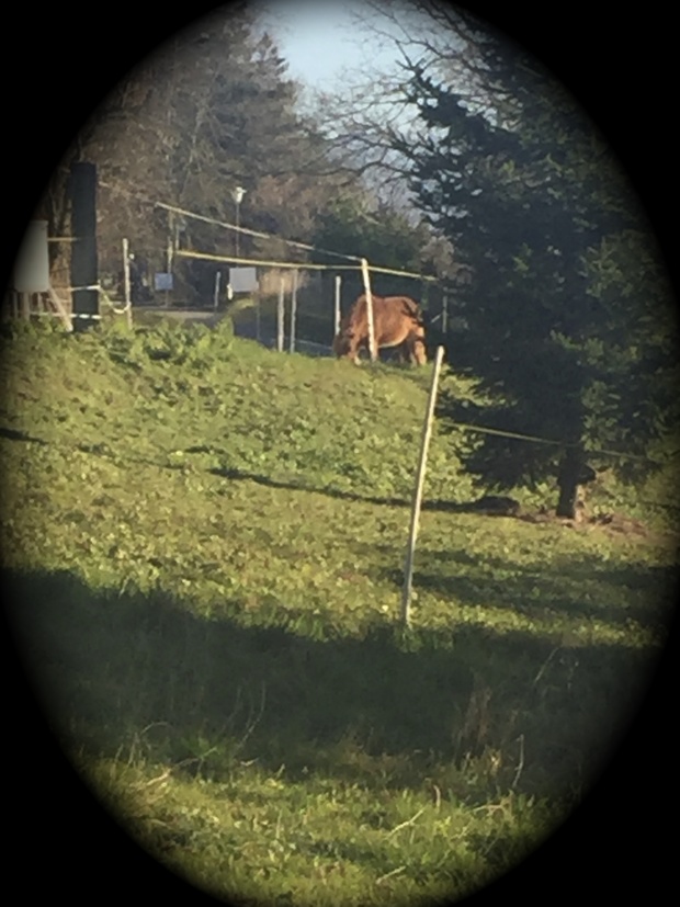 Das Leben ist kein Ponyhof – auch nicht für die Ponys