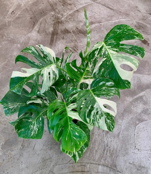 Suche: Monstera Variegata (Pflanze)