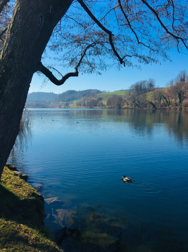 LUZERNPHOTOGEN