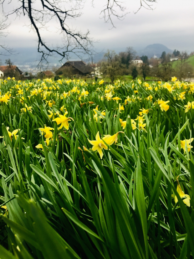 LUZERNPHOTOGEN