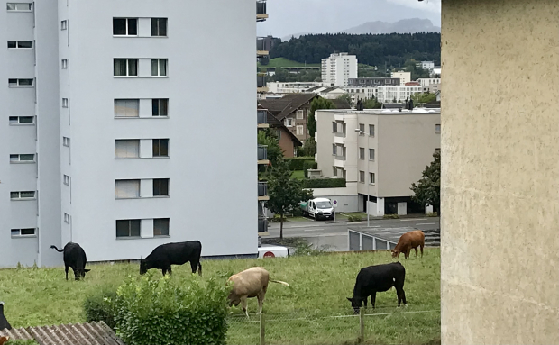 LUZERNPHOTOGEN