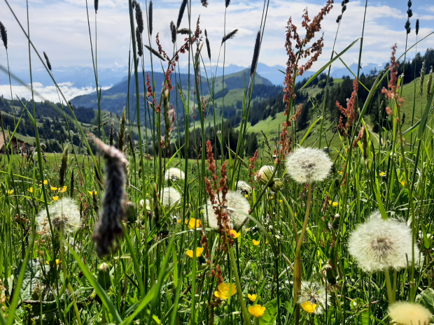 LUZERNPHOTOGEN