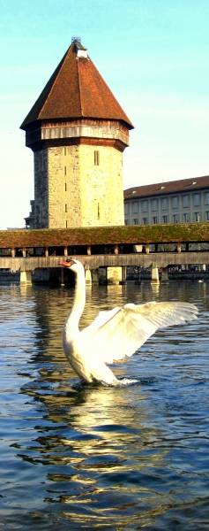 LUZERNPHOTOGEN