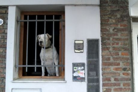 Ron in Buenos Aires