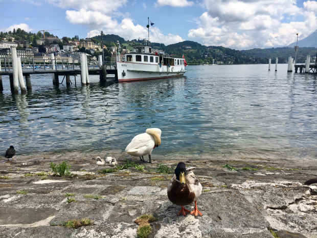 LUZERNPHOTOGEN