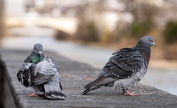 Tiere in der Stadt