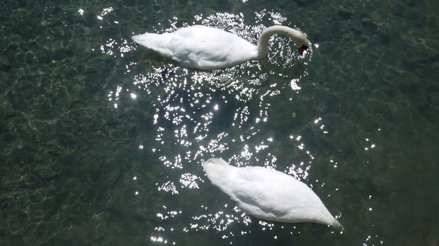 LUZERNPHOTOGEN