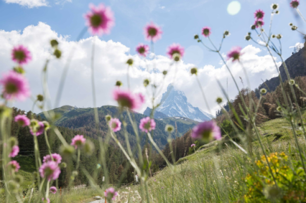 Romandie Safari