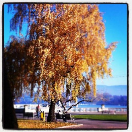 Genève Safari Photo