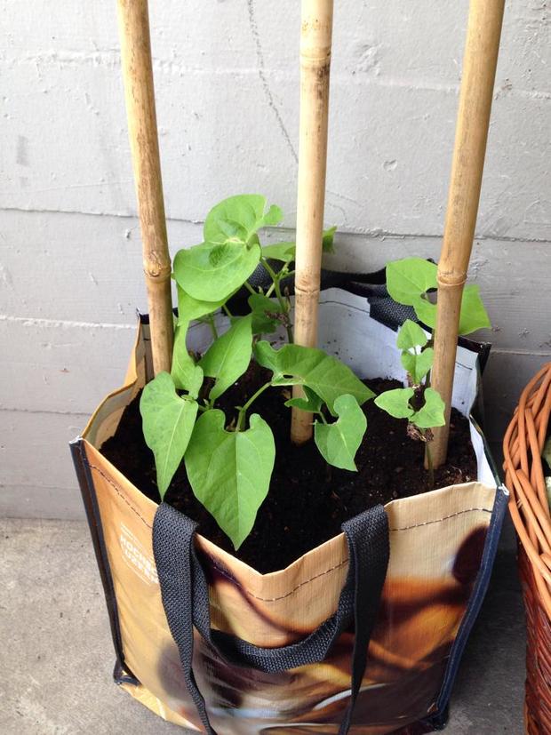 Urban Gardening Oasen